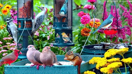 Cottage Garden Bird Feeder in New Jersey