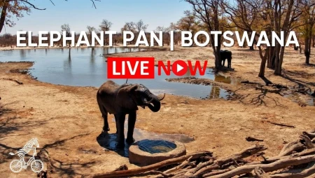 Elephant Pan Waterhole Live in Botswana