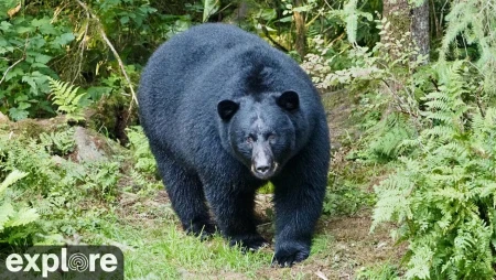 Anan Bear Cam - Forest View - Alaska