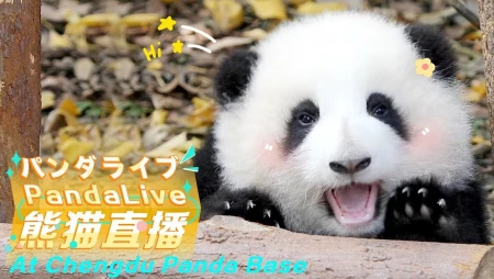 Live Panda Cam at Chengdu Panda Base