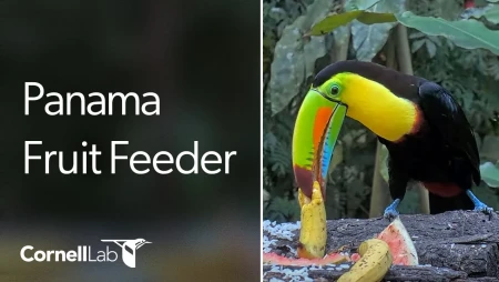 Panama Fruit Feeder Cam - Canopy Lodge - El Valle de Anton