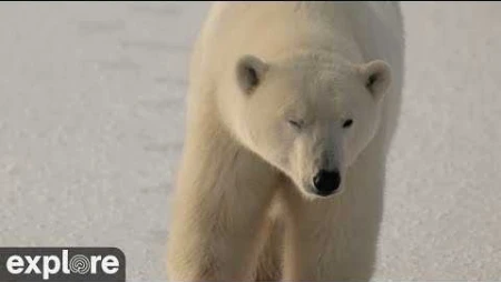 Arctic Tundra Live from Wapusk National Park