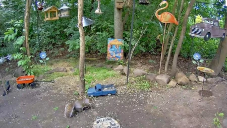 Webster - Critter Cam - Wildlife in Upstate New York