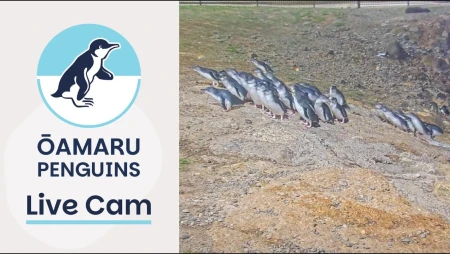 Ōamaru Penguins