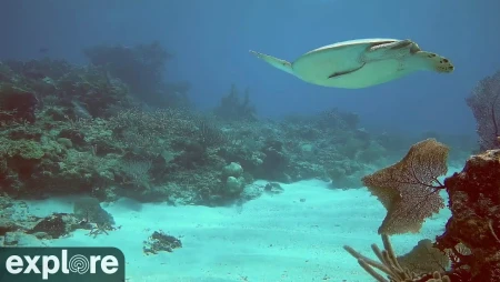 Utopia Village - Sandy Channel Underwater Reef