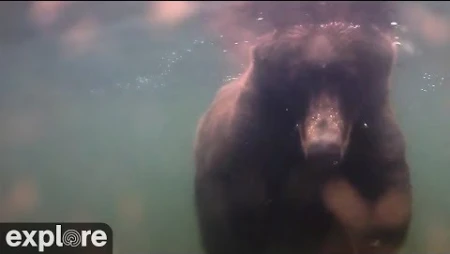 Underwater Salmon Cam at Katmai National Park, Alaska
