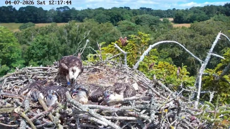 Poole Harbour Osprey Nest Landscape View