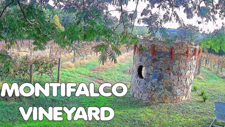 Montifalco Vineyard - Virginia