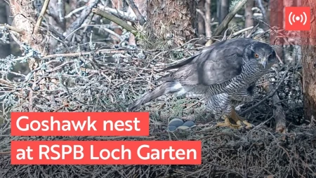 Goshawk Nest Camera at RSPB Abernethy Reserve