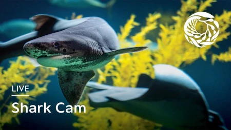 Monterey Bay Aquarium - Shark Cam