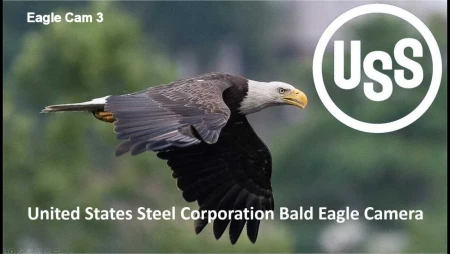 Bald Eagle Nest Cam at USS Irvin Plant