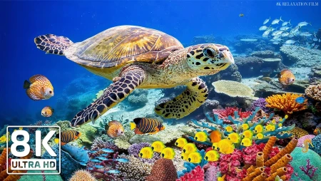 8K Aquarium with Jellyfish and Coral Reefs