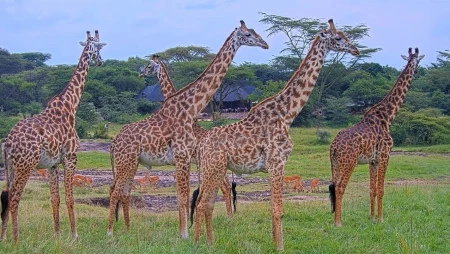 Maasai Mara - African Wildlife at Mara Bushtops